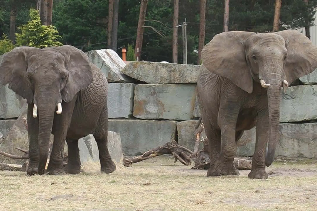 Zoo Safaripark Stukenbrock